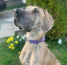 Load image into Gallery viewer, Dixie Dog