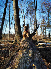 Load image into Gallery viewer, Gemma Gem